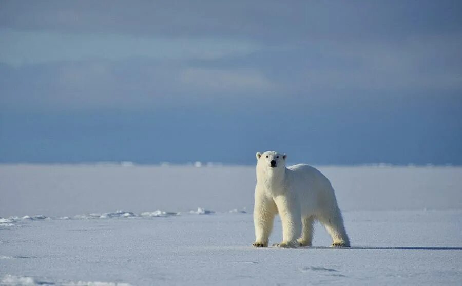 белый медвежонок. северный медведь. белый медвежонок. белые медведи минус. белые медведи минус.