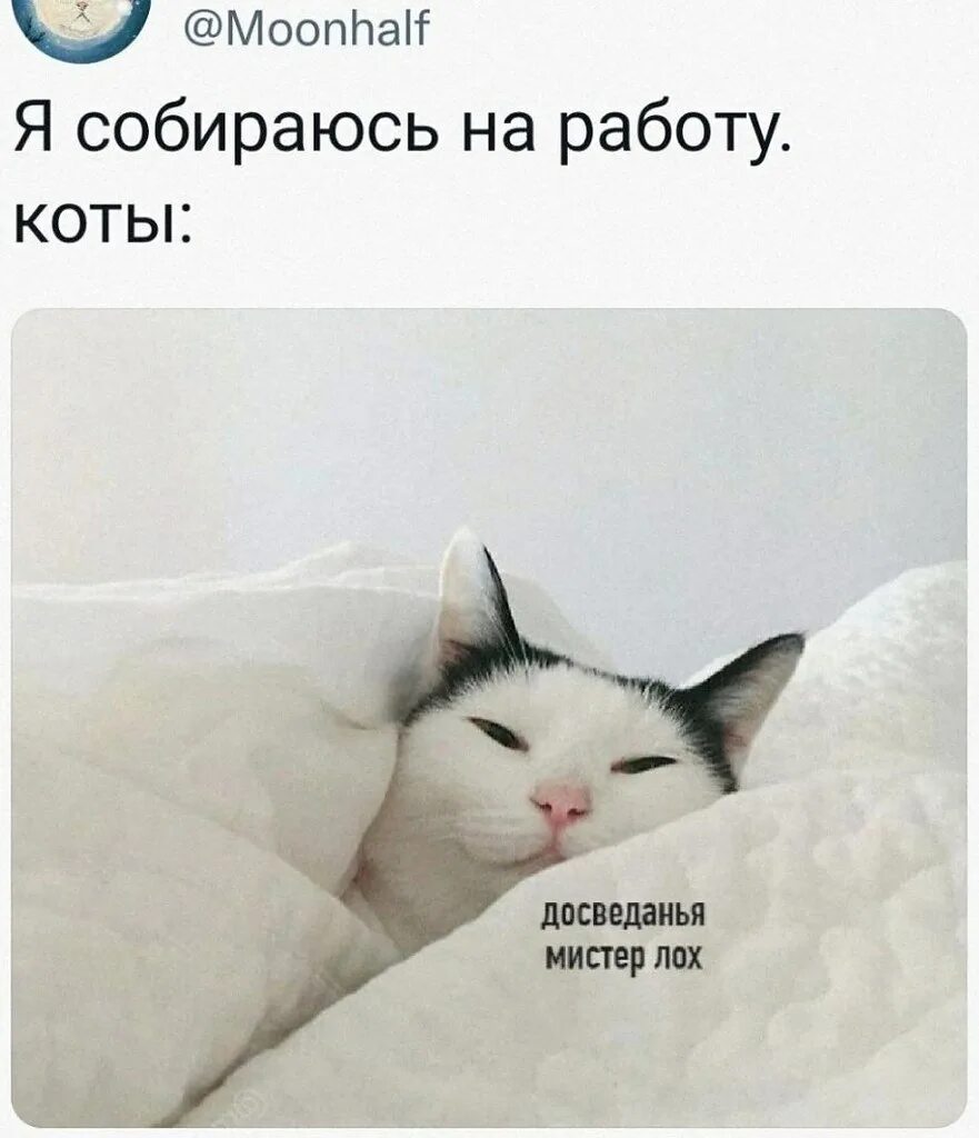 Pinterest Eğlenceli resimler, Komik resimler, Komik