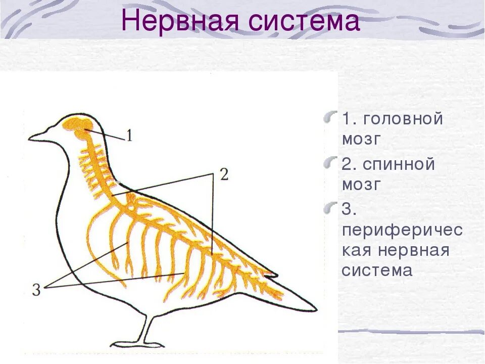 У куриц есть мозг. Нервная система птиц схема. Строение нервной системы голубя. Нервная система система птиц. Строение нервной системы птиц.