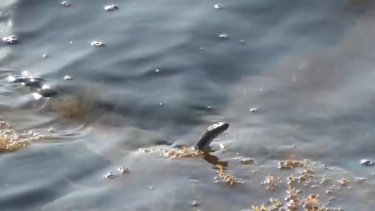 Морская змея в черном море Анапа. Морские змеи в Азовском море. Ужи в Азовском море водяные. Морской уж Азовское море. Змеи в анапе в море