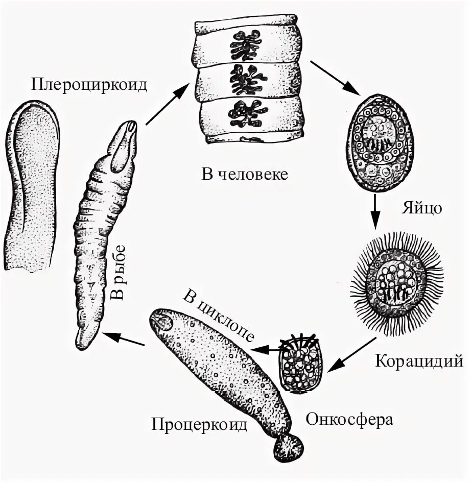 Личинки лентеца