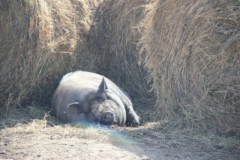 Свинья. Свинья кусает во сне. Свинья кусает во сне. Поросята целуются. Свинья.