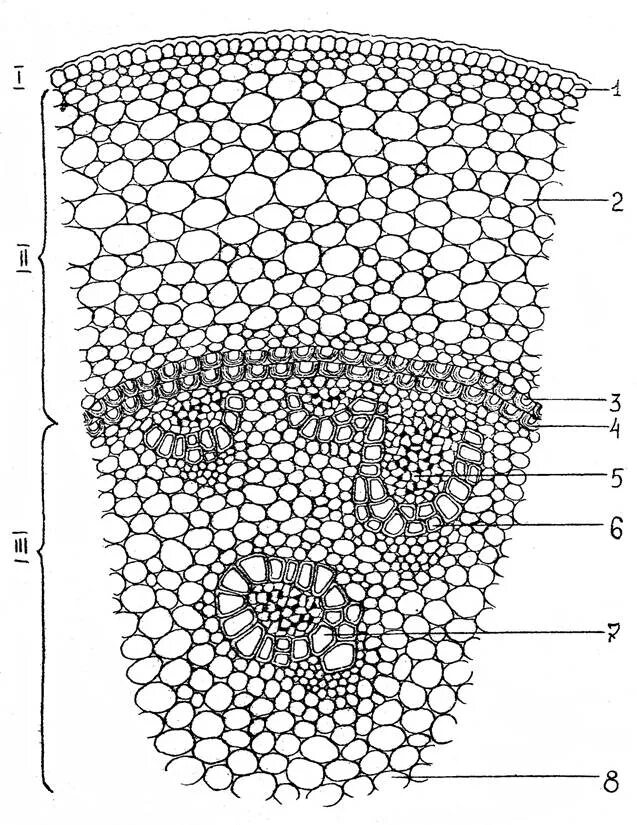 Срезы егэ. Поперечный срез стебля ириса. Поперечный срез стебля микроскоп. Поперечный срез стебля однодольного липы. Строение стебля липы поперечный срез.