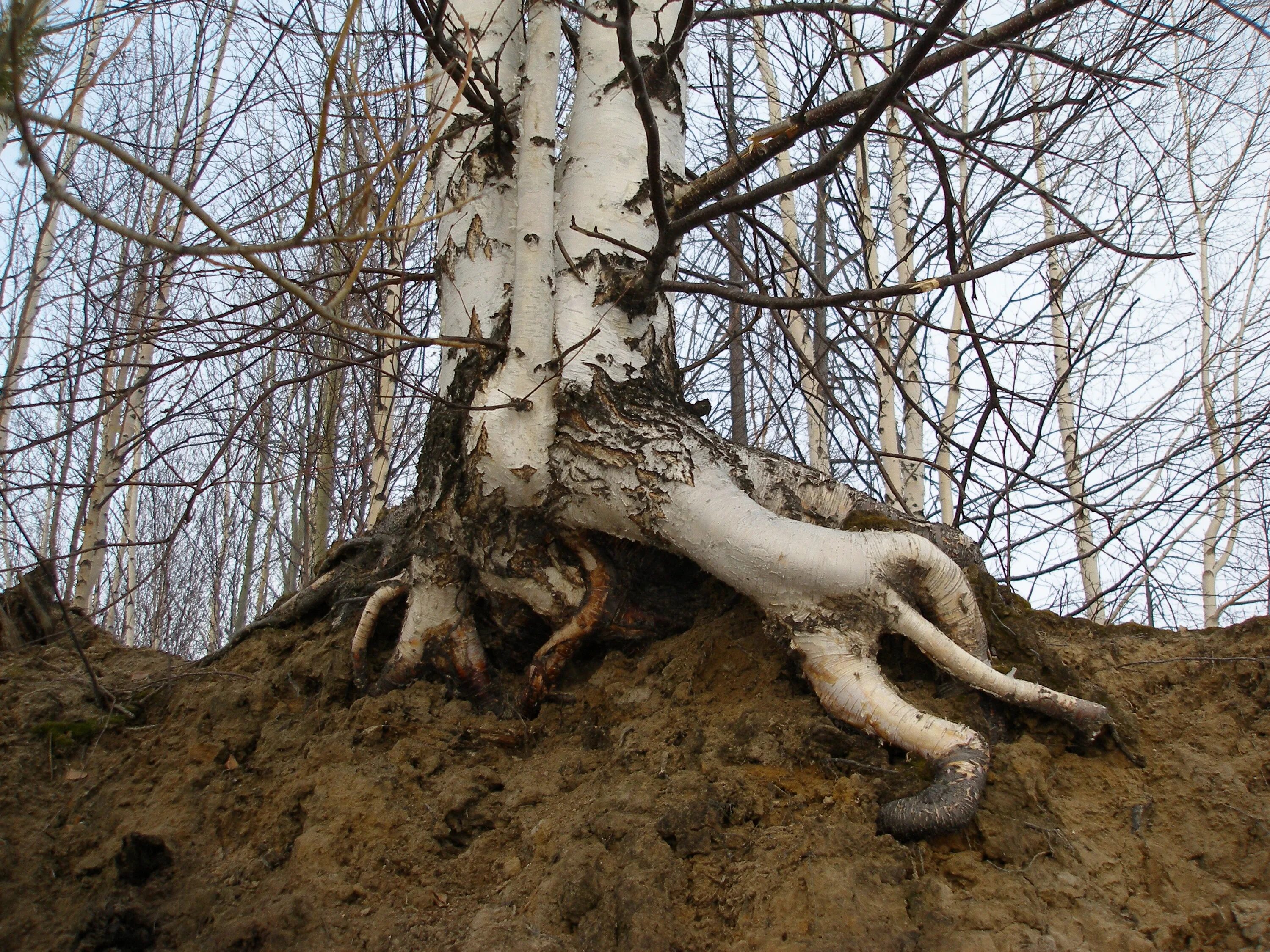 Корни гиб гиб. Причуды природы. Корни березы. Корень бер. Корневая березы.