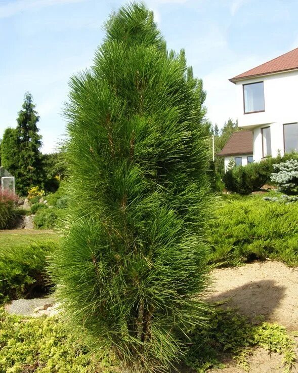 Узкие хвойные. Сосна Грин Тауэр. Сосну Pinus nigra. Green Tower. Сосна черная Грин ТОВЕР. Сосна черная Green Tower (Грин Тауэр).