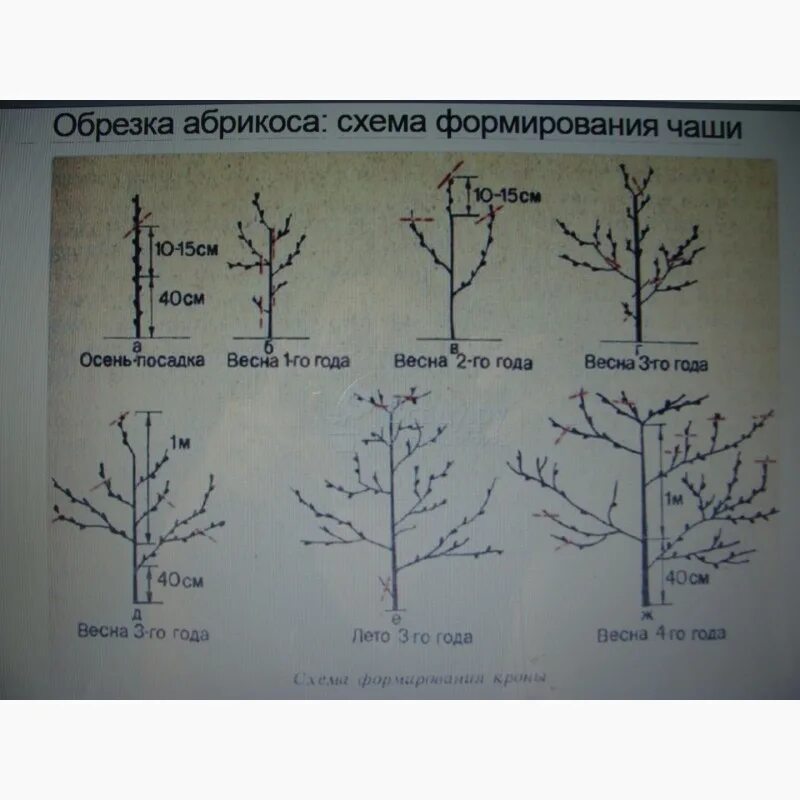 Правильная обрезка абрикоса весной. Обрезка абрикоса весной схема. Правильная обрезка абрикоса весной схема. Обрезка саженца абрикоса. Можно ли обрезать персик