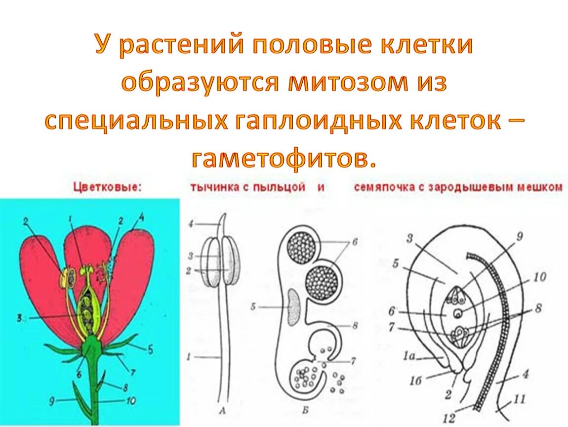 Мужские половые клетки цветковых