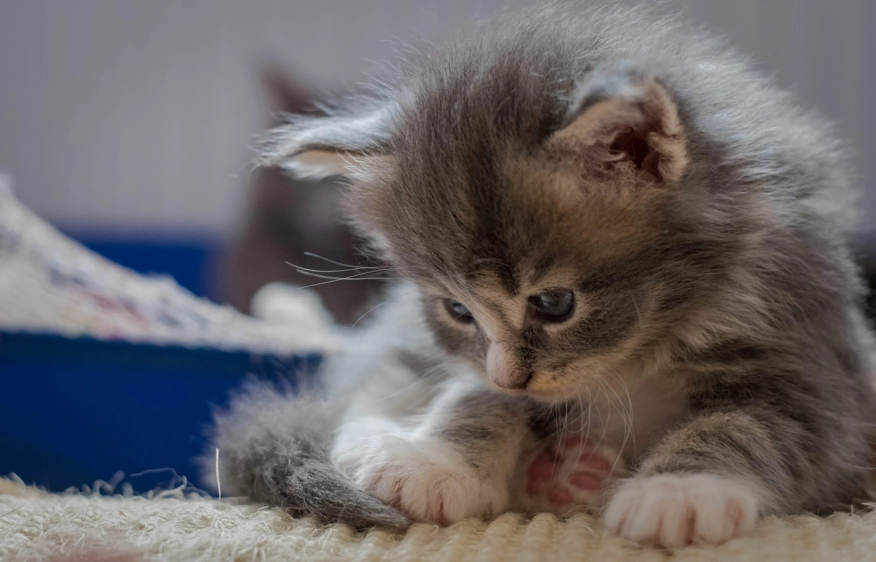 Маленький котенок. Картинки на рабочий стол котята. Для малышей (котенок). Котята фото. Картинка 8 котята