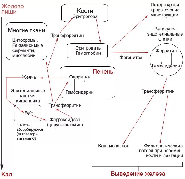 Метаболизм железа схема. Метаболизм железа в организме человека схемы. Схема обмена железа в организме биохимия. Схема усвоения и транспорта железа в организме. Распад железа