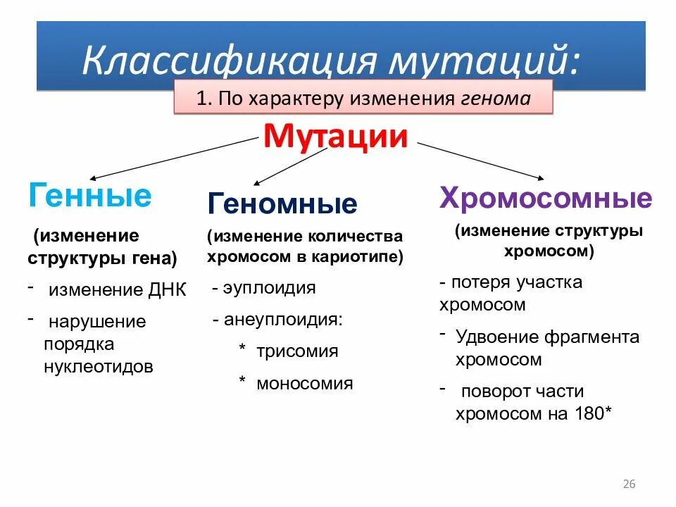 Изменение количества хромосом мутация