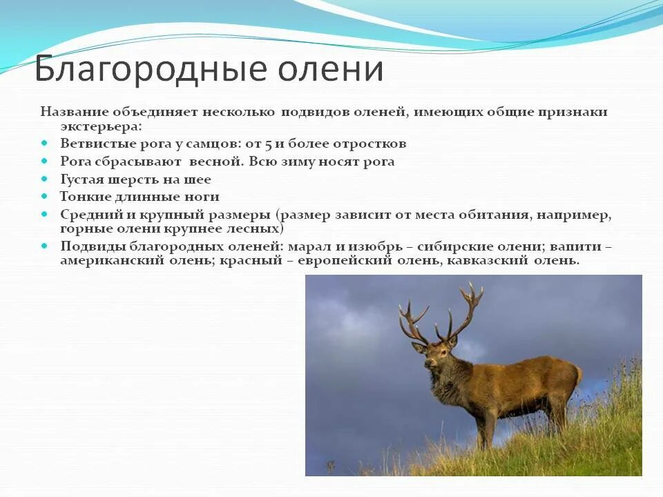 Что обозначает олень. Описание оленя. Доклад про оленя. Олень Марал интересные факты. Олень Марал информация.