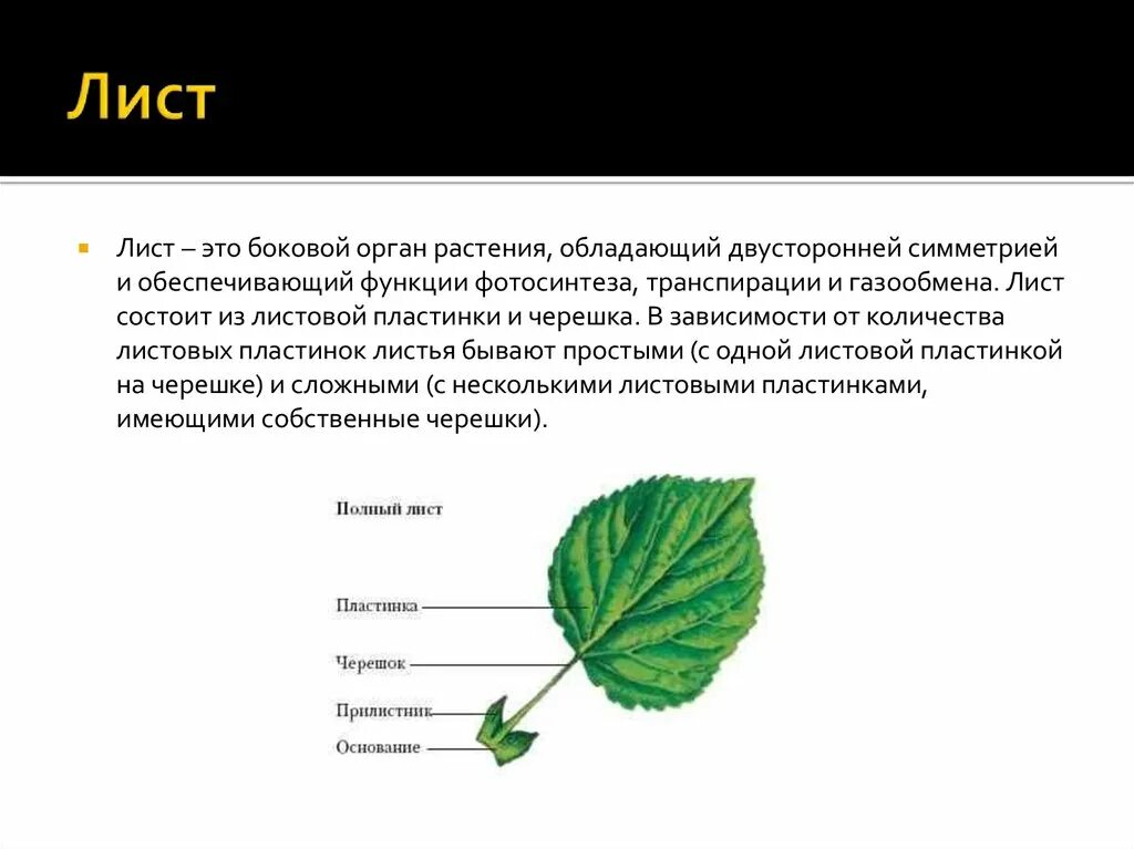 Лист 1 уровень. Строение листка фиалки. Внешнее строение листа фиалки. Строение листа растения схема. Внешнее строение листа схема.