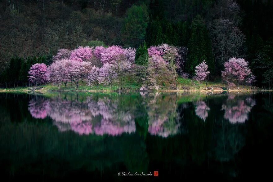 Сакура вода. Сакура отражение в воде. Цветение Сакуры. Японские цветы. Япония отражение в воде.