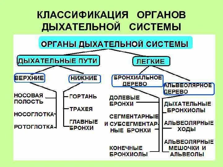 Классификация дыхательной системы. Система органов дыхания и классификация. Классификация двзания. Классификация органов дых системы.