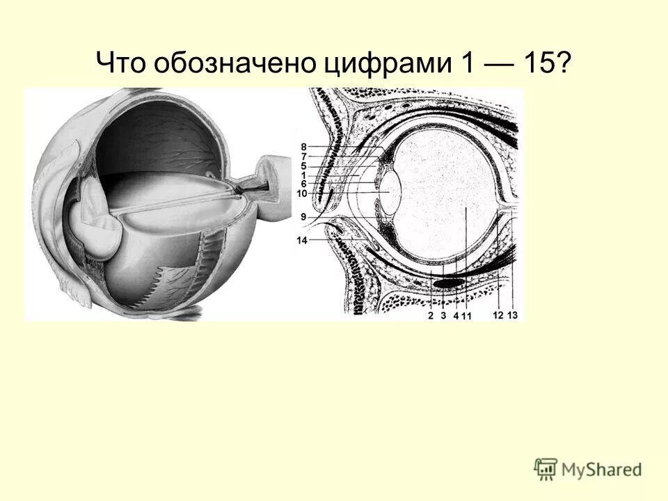 Напишите что обозначено цифрами. Что обозначает цифра 5. Глаз строение глаза проверочная. Схема внутреннего строения стебля биология. Напишите что обозначено цифрами.