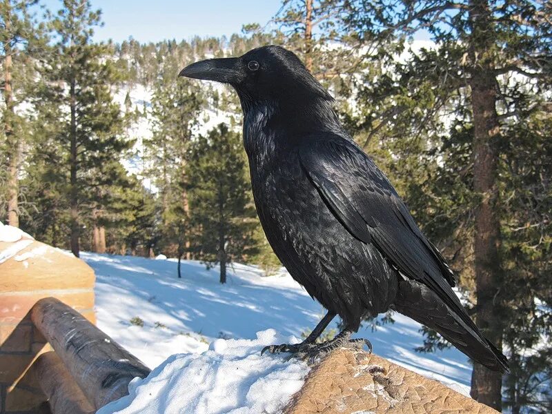 Жила ворона в заколоченном на зиму. Ворон зимой. Ворона зимующая. Северный ворон. Зимующие птицы ворона.