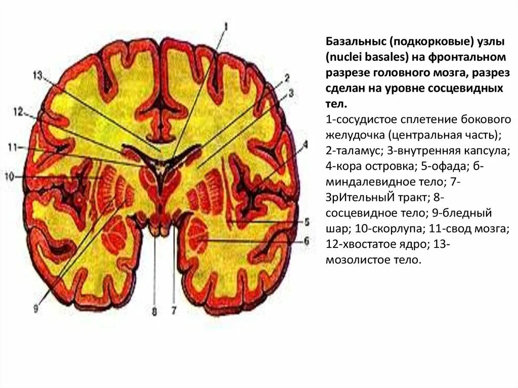 Подкорковые образования мозга