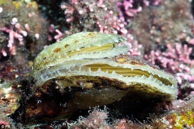 Моллюски средиземного моря. Адриатическое море живность. Моллюски средиземного моря. Моллюски средиземного моря. Жабакрылый слизняк.