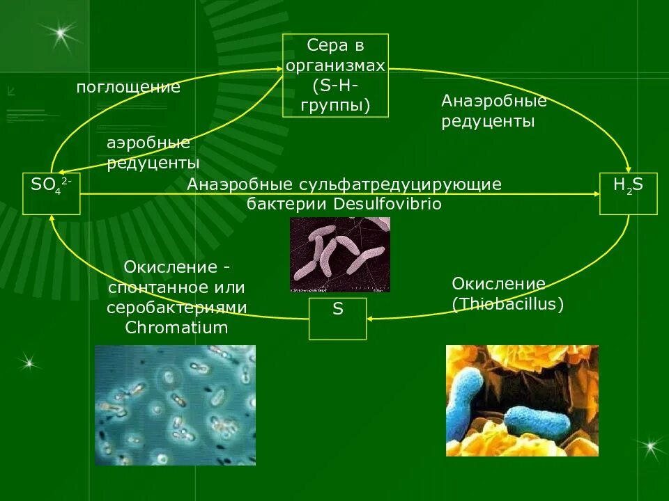 Редуценты это в экологии
