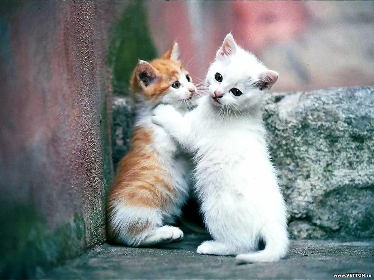 Котенок любит играть. Милые кошки. Два котенка рыжий и белый. Котики обнимаются. Рыже белый котенок.