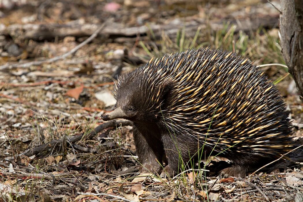 На каком материке живут ехидны. Австралийская ехидна (Tachyglossus aculeatus). Ехидна яйцекладущие. Ехидна Болотная. Ехидна Реликт.