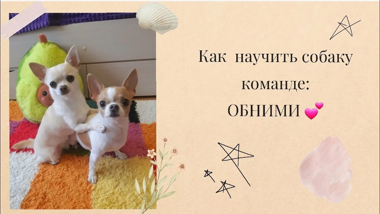 Собака выполняет команду служить. Команда зайка для собак. Команда зайка для собак. Как научить собаку команде зайчик. Немецкая овчарка команда зайчик.