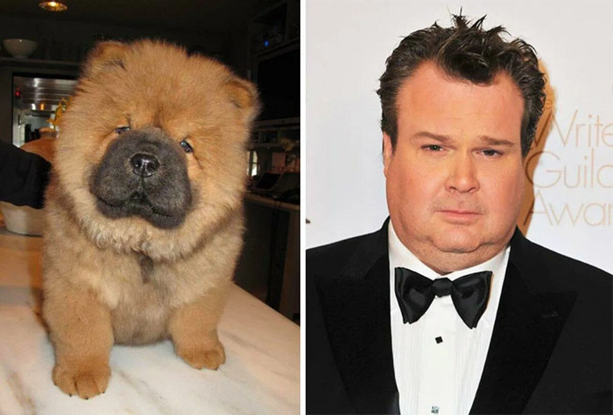 Невероятные похожие. Актер похожий на собаку. Животные похожие на знаменитостей. Собаки похожие на знаменитых людей. Голливудские звезды похожие на животных.