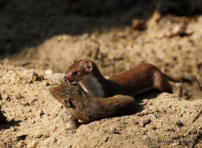 Ласка mustela nivalis linnaeus, 1766 ареал. Ласка mustela nivalis linnaeus, 1766. Ласка полевая. Ласка (mustela nivalis). Хорек альбинос.