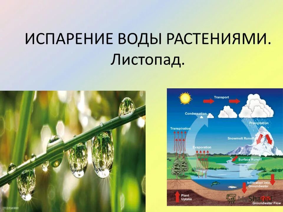 Испарение 6 класс биология кратко. Испарение воды растениями 6 класс биология. Испарение воды растениями листопад. Испарение воды растениями листопад 6. Испарение воды растениями презентация.