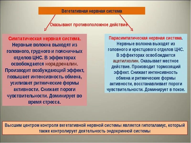 Мембранный потенциал клетки. Механизм поддержания потенциала покоя. Система покоя. Система покоя. Ионный механизм мембранного потенциала покоя.