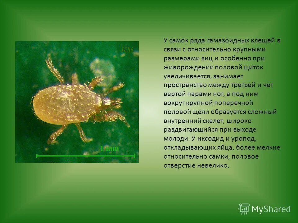 семейство гамазовые. клещ пары ног. отряды клещей классификация. клещ пары ног. иксодовый клещ строение схема.