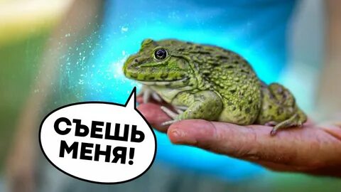 Как надуть лягушку через соломинку