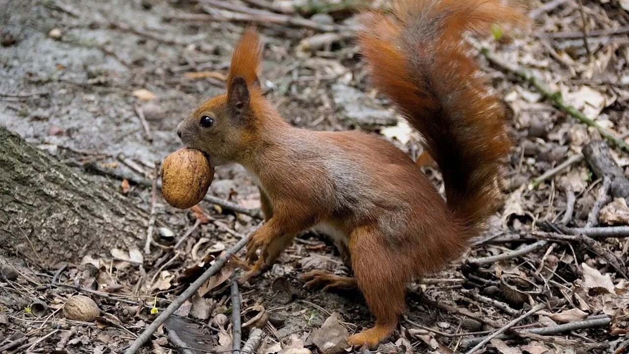 Карточки животные. Белка позы. Белка летом и зимой различия. Описание белки для детей. Бельчонок.