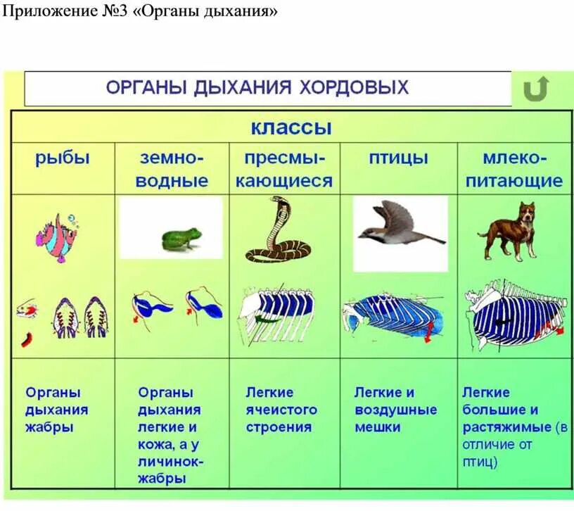 Дыхательная система беспозвоночных хордовых. Схема дыхательной системы хордовых рыбы. Эволюция развития органов дыхательной системы хордовых. Системы органов животных типа хордовых таблица.