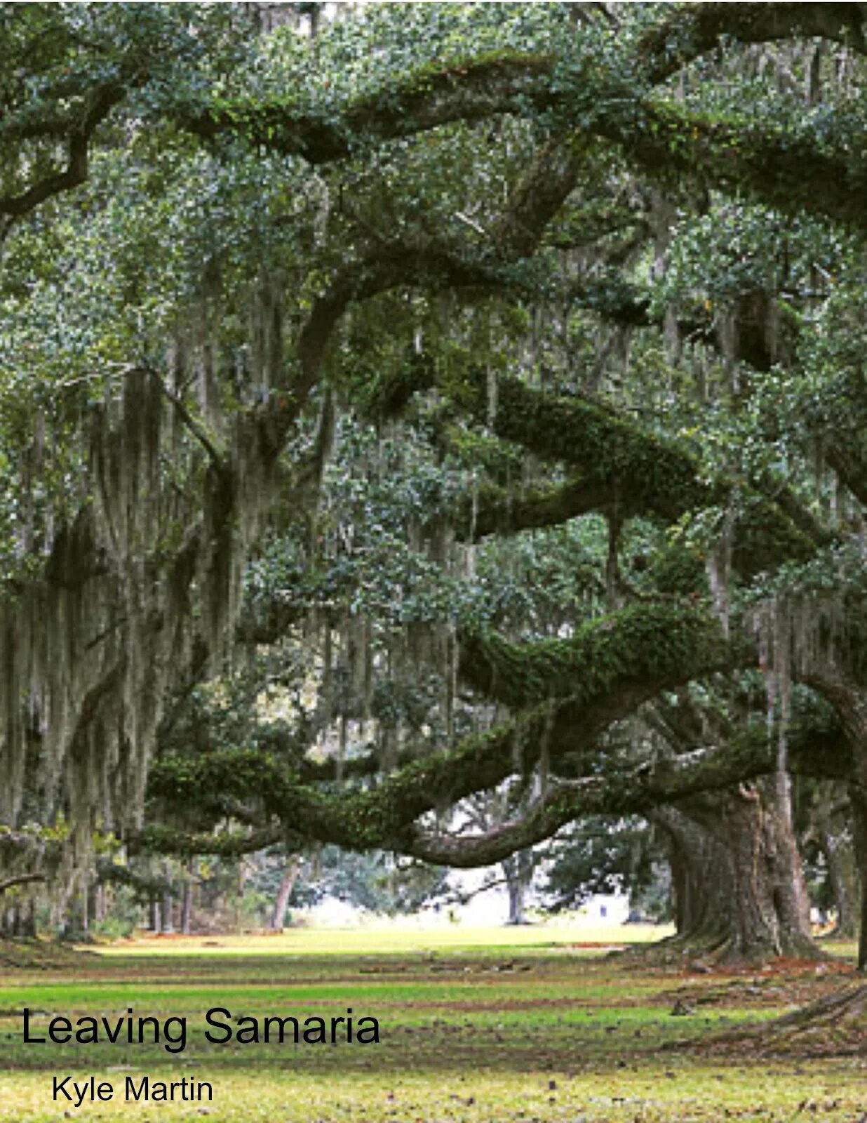 Деревья в южной америке названия. Испанский мох Луизиана. Испанский Мосс деревья. Висячие деревья в Луизиане. Спэниш Мосс.