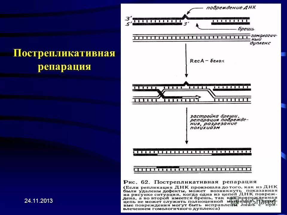 Исправление повреждений днк. Повреждение и репарация днк. Репарация поврежденной днк. Болезнь, связанная с нарушениями в системах репарации днк. Дефекты репарации.