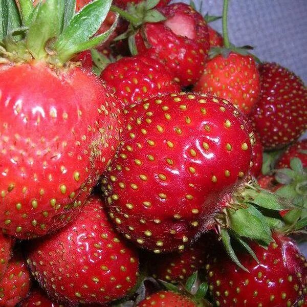 Московский клубника отзывы: найдено 83 изображений