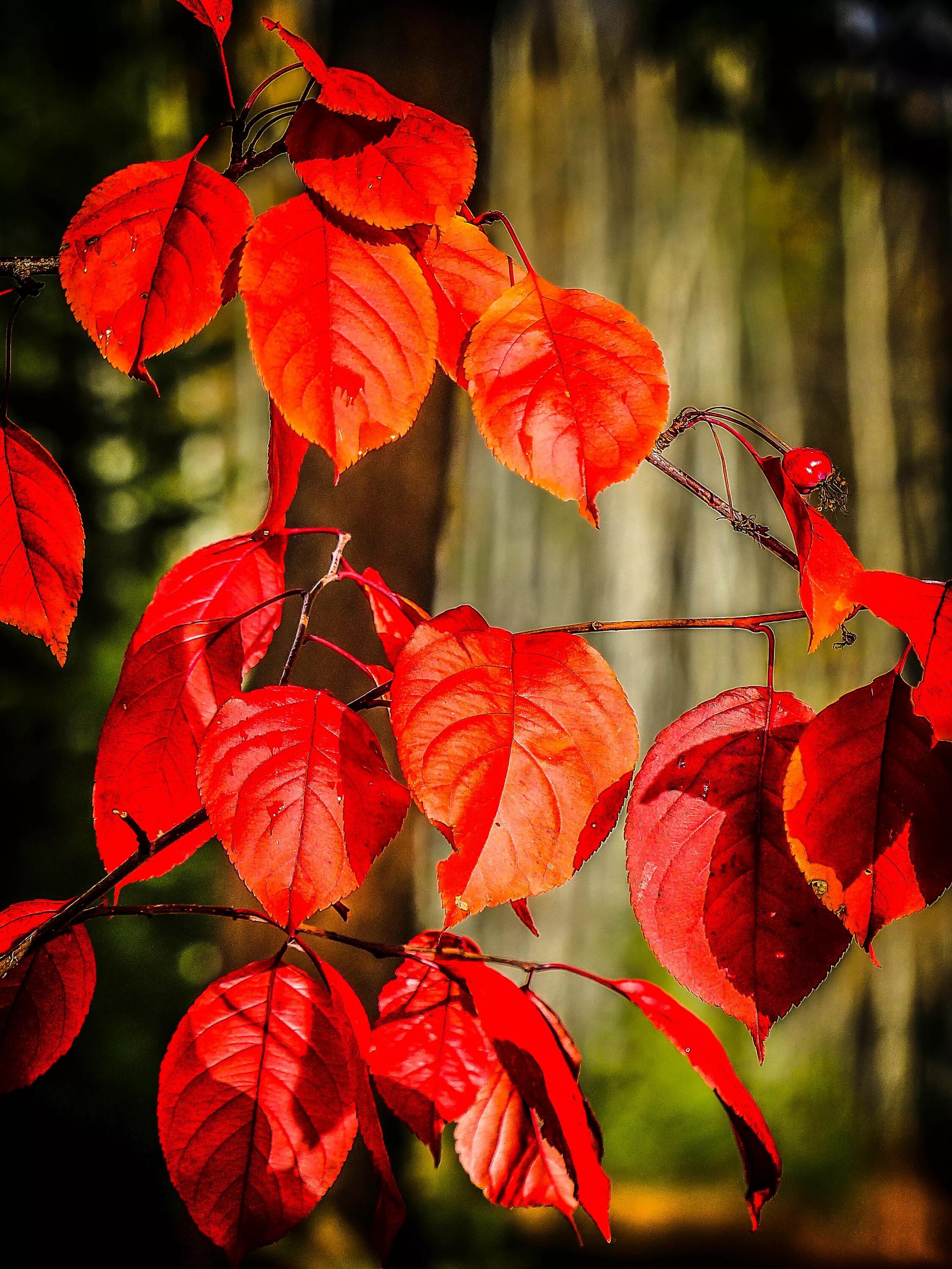 Багряной веткой. Ред Аутумн. Красивые листья. Красный лист. Осенняя ветка.