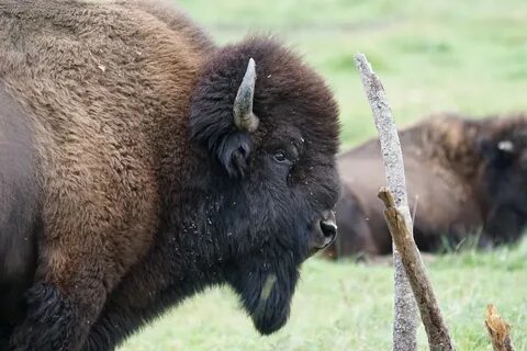 Wisent перевод