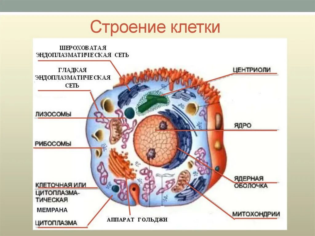 Главные части живой. Строение клетки человека рисунок. Человеческая клетка строение анатомия. Внутреннее строение клетки. Строение клетки 9 класс биология.