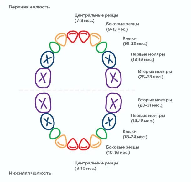 Как лезут зубы у детей схема. Порядок прорезывания зубов у детей схема до года. зубы у детей схема прорезывания молочных. схема прорезывания зубов у детей до 2. схема прорезывания молочных зубов у детей до 2 лет.