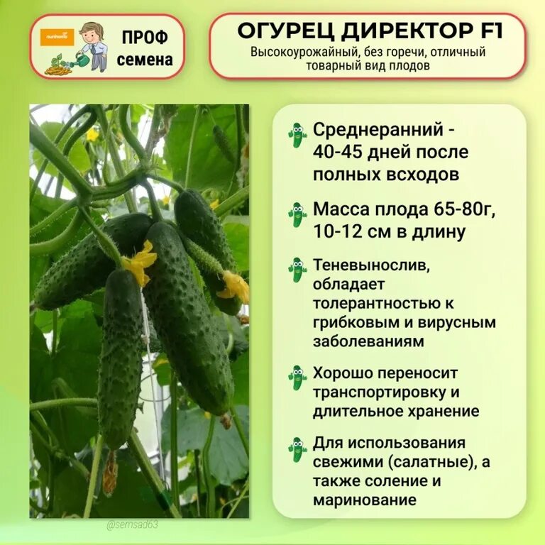 Семена огурец Директор Агрофирма Партнер - купить в Москве, цены в интернет-мага