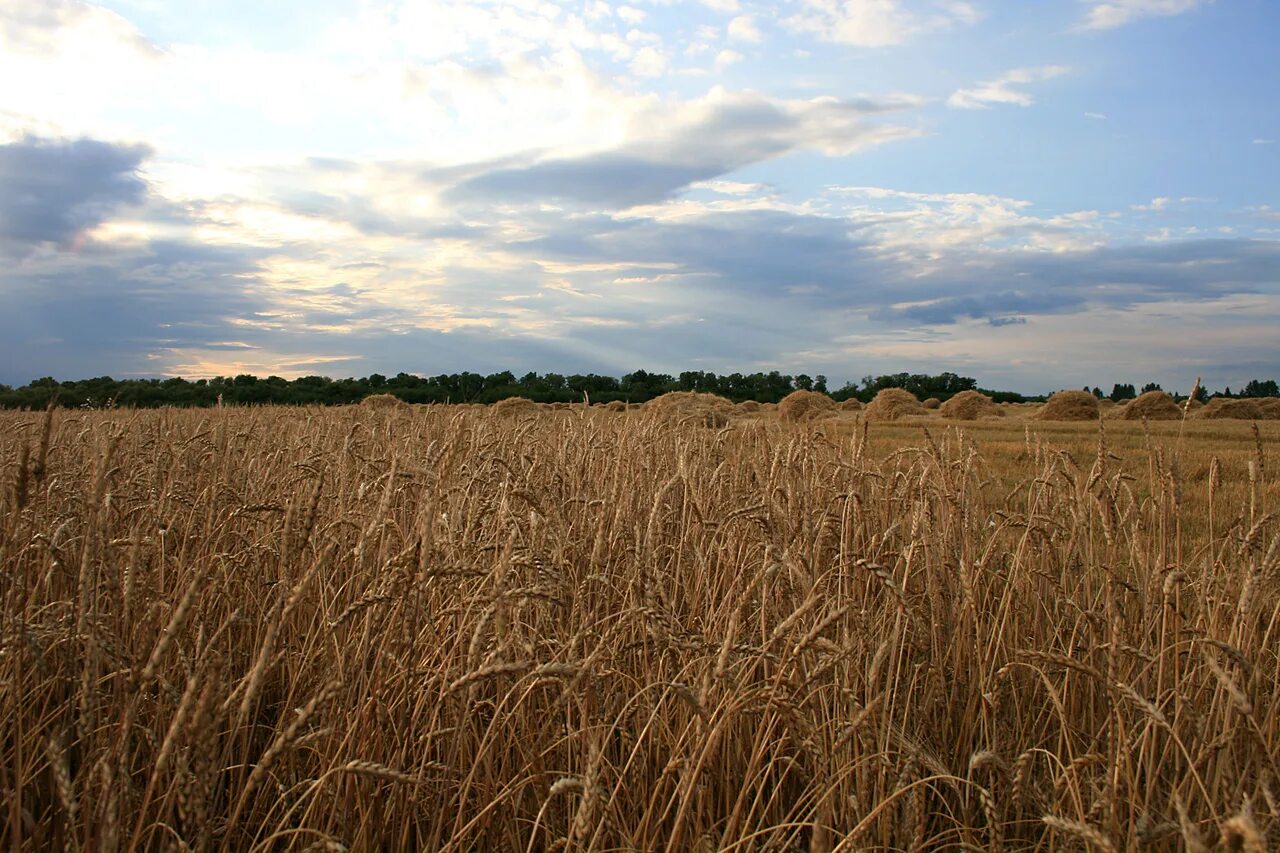 Лесостепи черноземья. Растениеводство в степи. Лесостепь технические культуры. Заповедник приволжская лесостепь пенза. Степь природная зона растения.