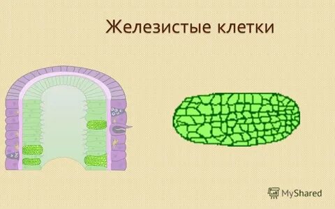 Пищеварительная клетка рисунок
