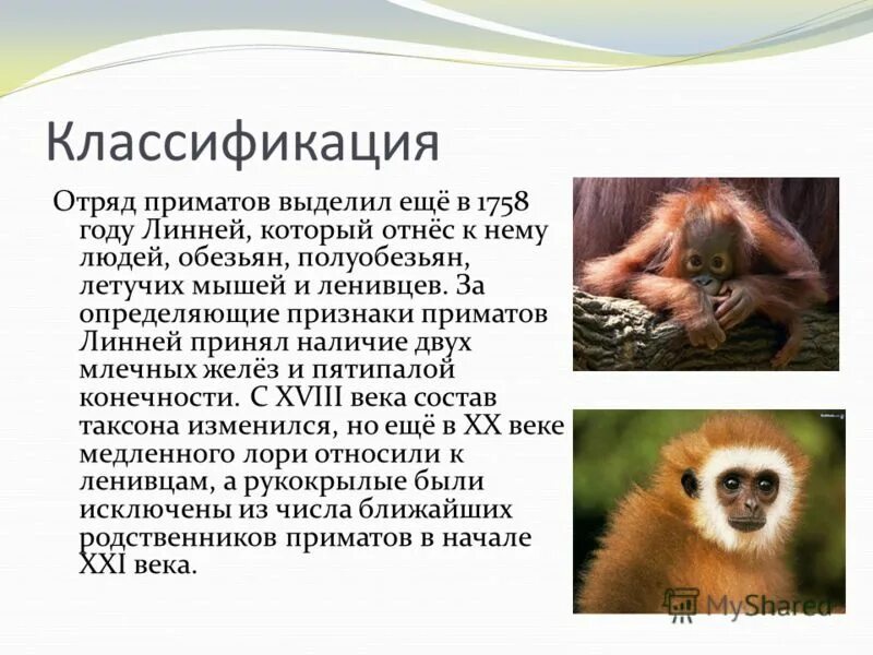 Систематика приматов. Классификация приматов схема. Эволюция отряда приматы схема. Отряд приматы классификация. Классификация приматов таблица.