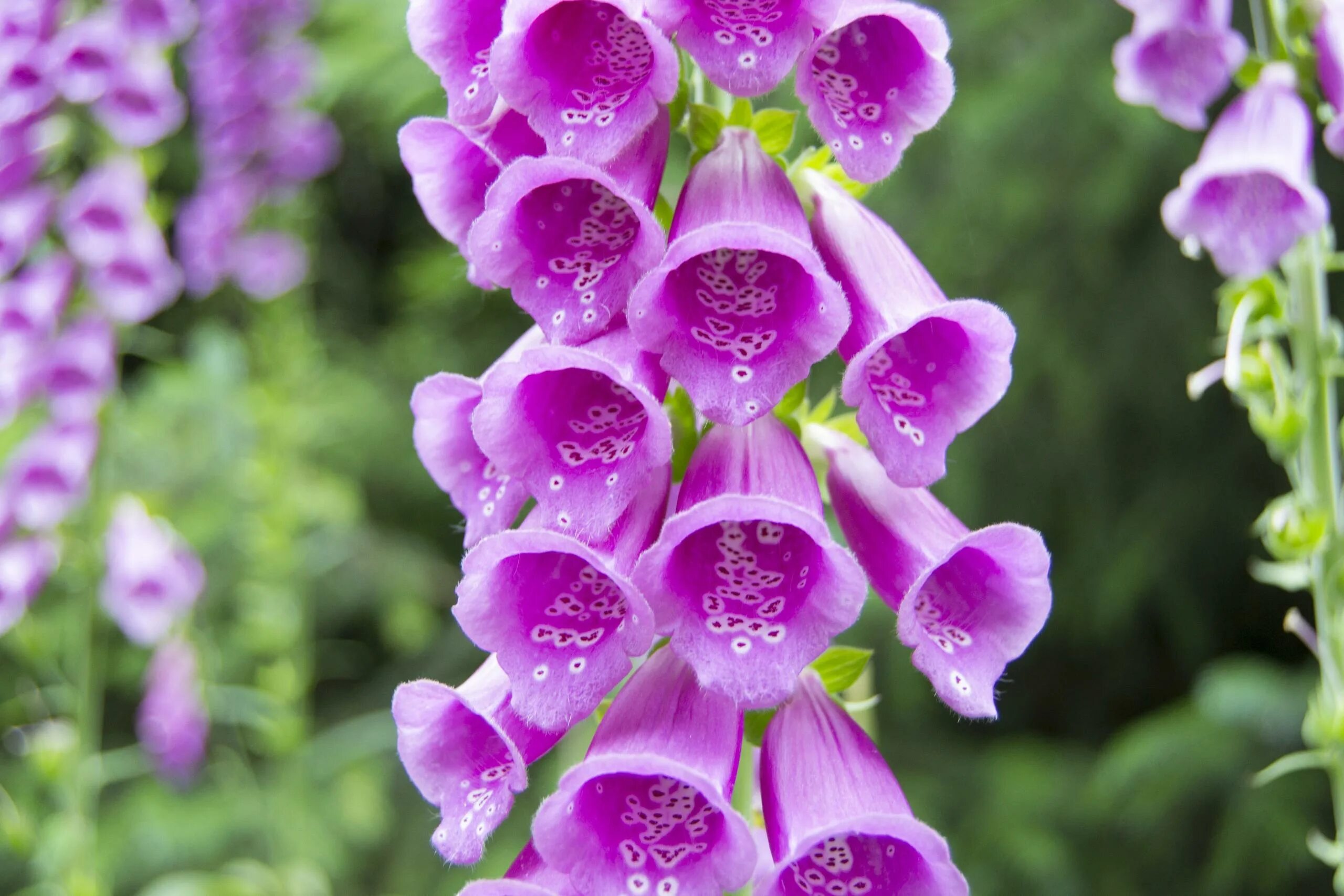 Foxglove. Наперстянка пурпуровая. Наперстянка дигиталис Пурпуреа. Наперстянка (digitalis). Наперстянка пурпурная цветки.