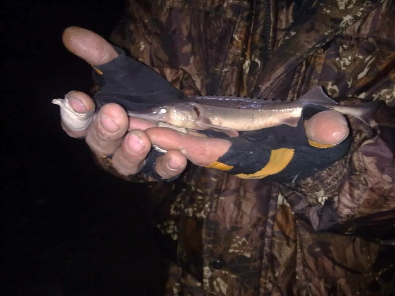 На что ловить осетра на рыбалке. Снасть осетр платник. ловля осетра на платниках снасть. рыбалка на осетра на платнике. зимняя удочка на осетра.