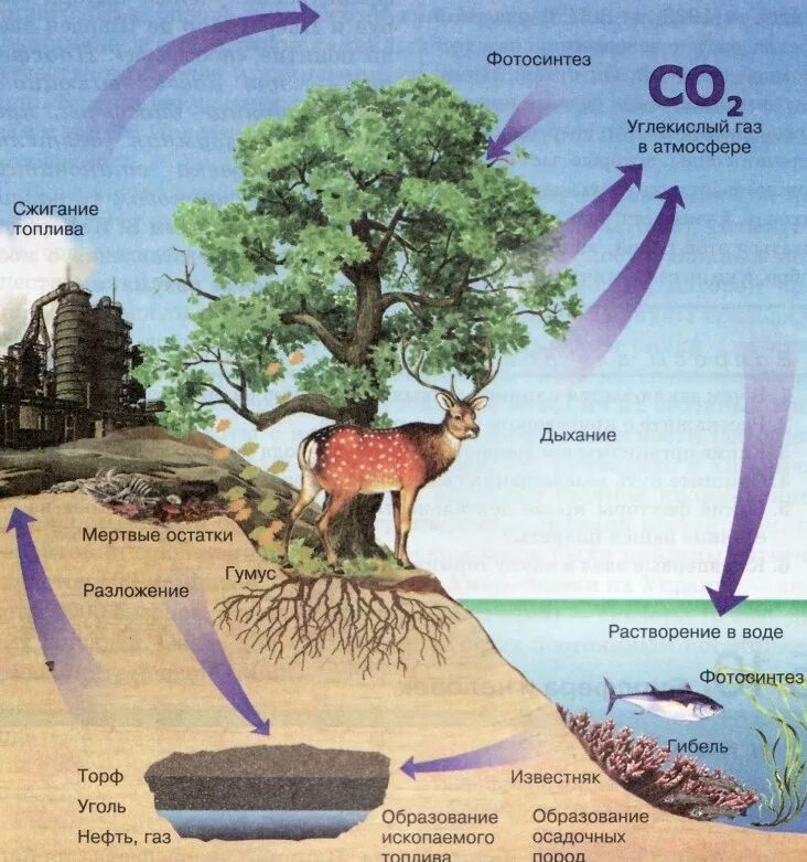 Схема круговорота углекислого газа. Круговорот углерода. Круговорот углерода в природе. Круговорот веществ углерода схема. Упрощенная схема круговорота углерода.