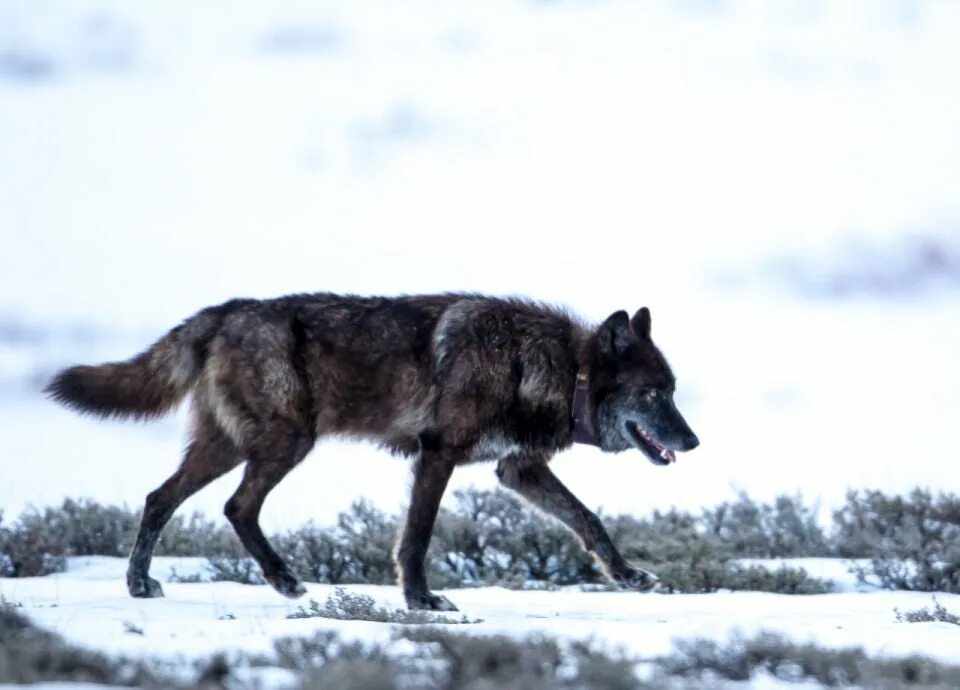 He wolf. Чёрный волк фото. yellowstone black wolf.