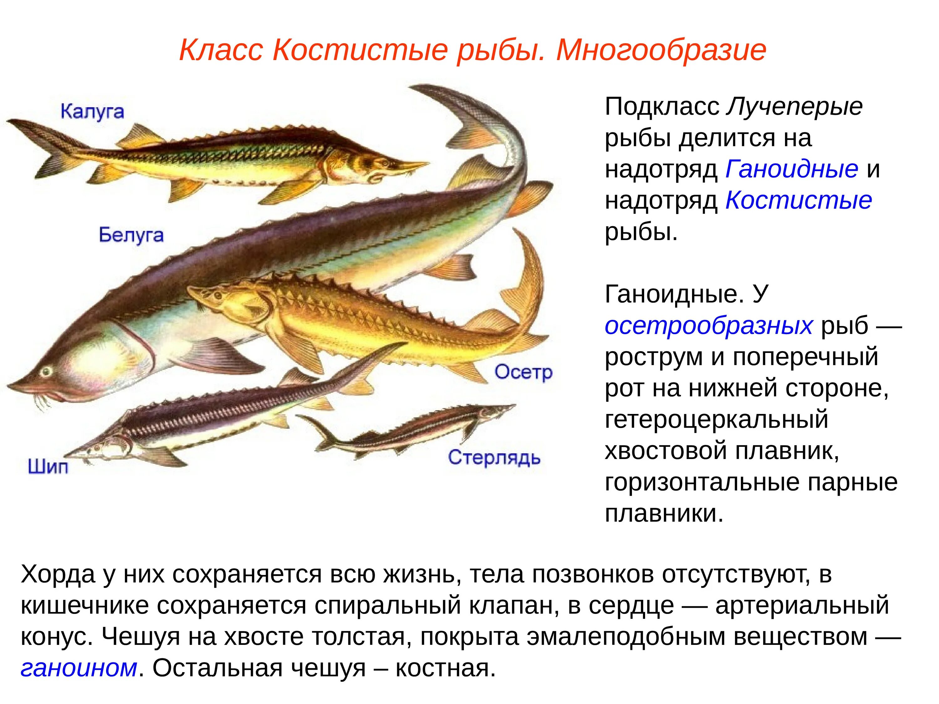 Лучеперые костистые рыбы характеристика. Лучеперые костистые. Хрящевые Ганоидные рыбы. Лучепёрые рыбы костистые костные. Какие рыбы относятся к классу костные